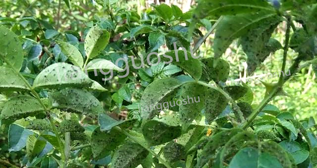 花椒树上长蚜虫怎么办,氯氟吡虫啉可以防治花椒树蚜虫吗
