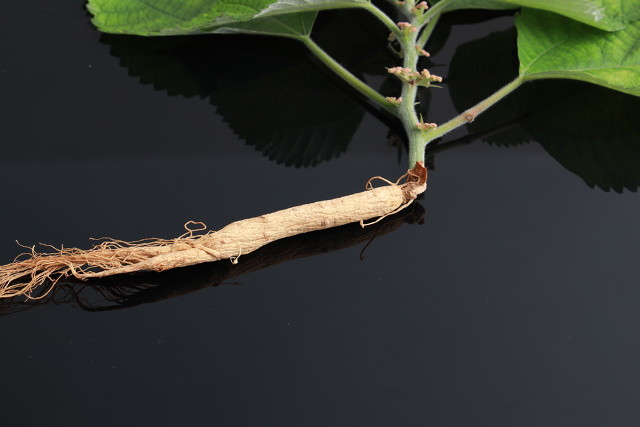 白术神曲党参功效,人参党参黄芪熟地山药的功效