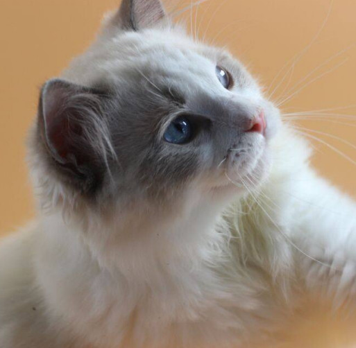 猫猫最贵的品种,比较贵的猫猫