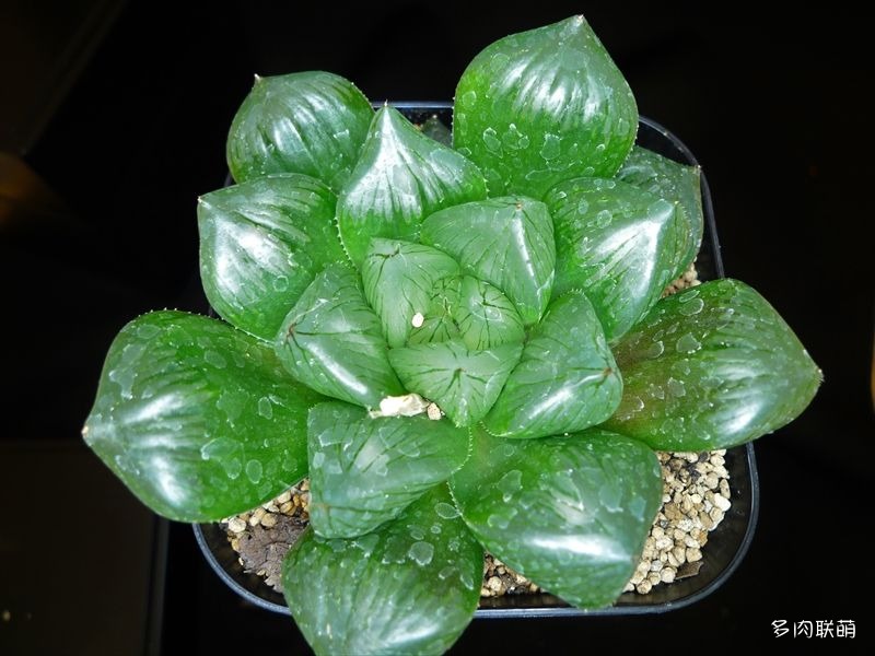 多肉玉露寿的品种图鉴,多肉植物欣赏