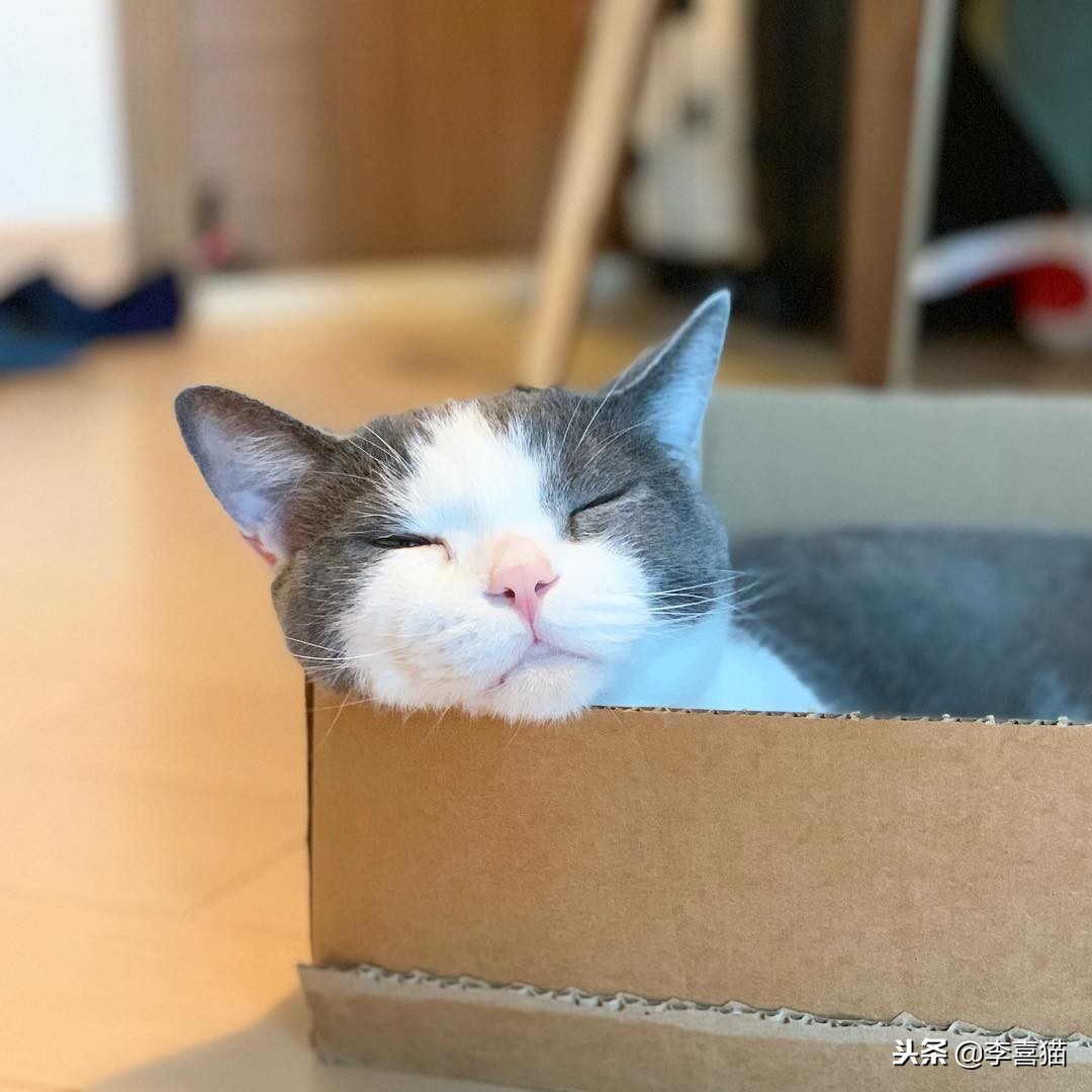 猫咪怀孕铲屎官要怎么办,怀孕期间猫咪要做哪些检查