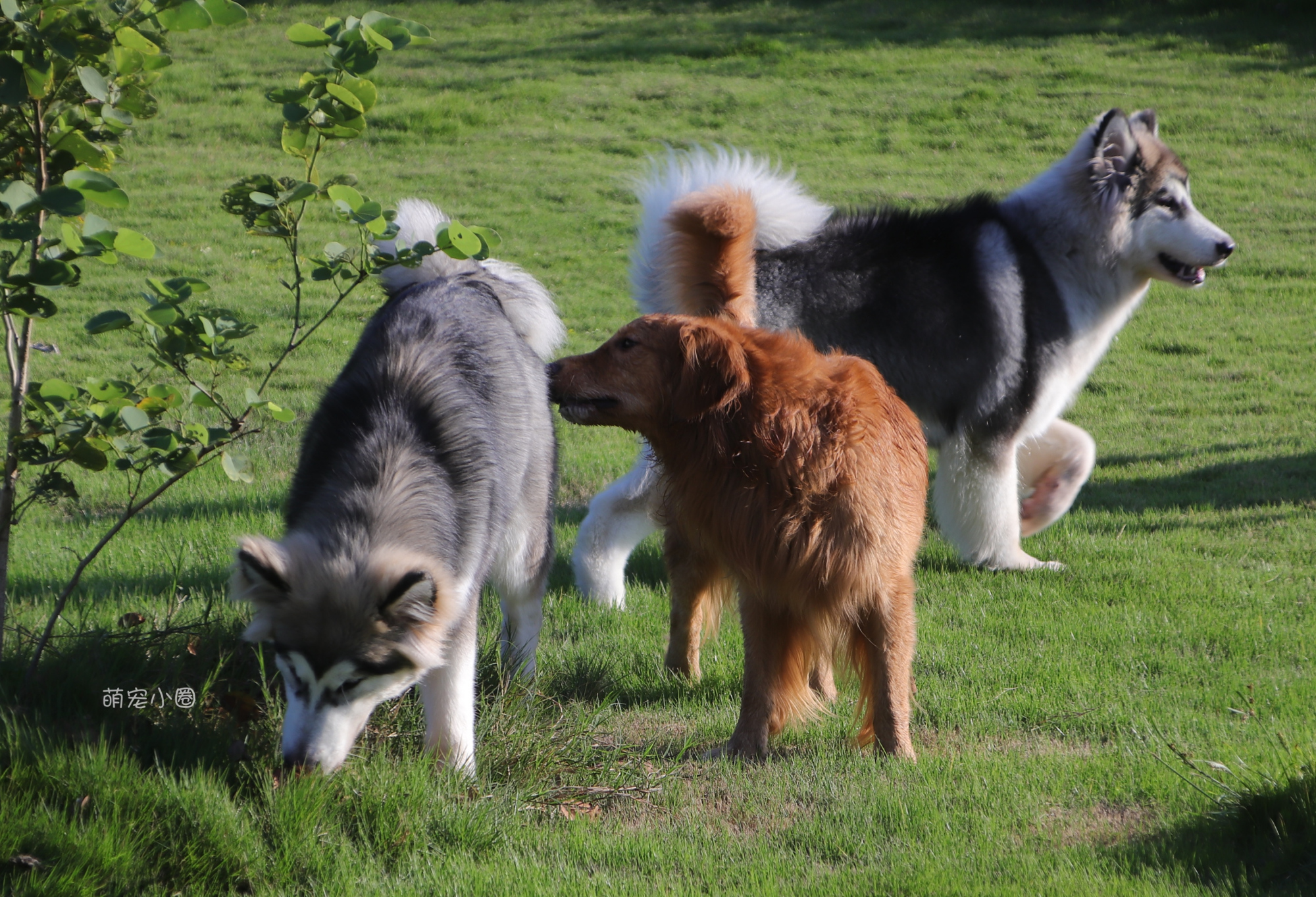 宠主们这8种水不能长期给狗狗喝，兽医表示：长期喝等于慢性自杀