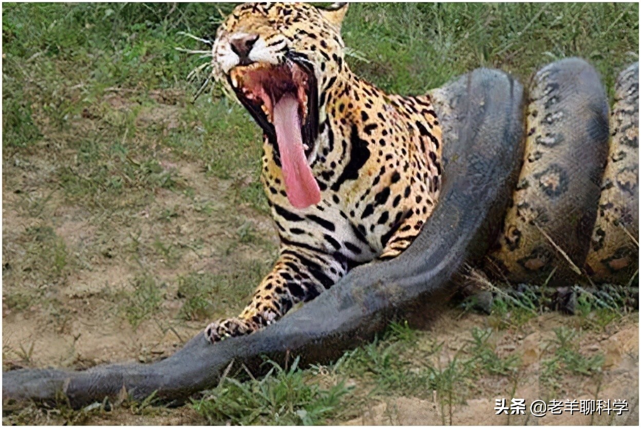 菲律宾电线掉下巨蟒,菲律宾电线上的蟒蛇后续