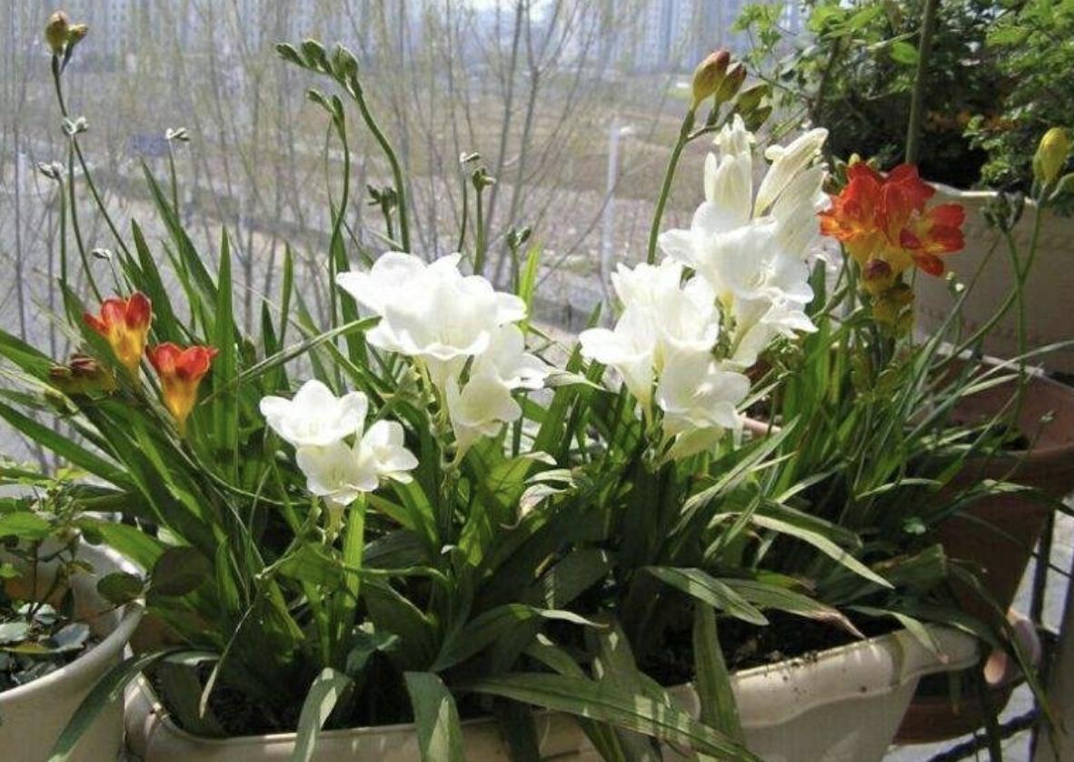 这6种花越冷越好养,冬天适合养的7种花