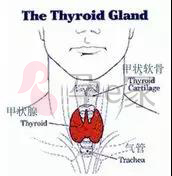 孕妈甲亢挂什么科,孕妈甲亢新生儿甲减怎么治疗