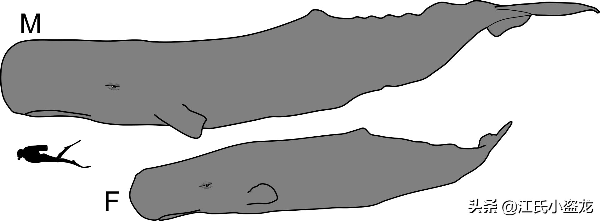 恐怖海怪大王乌贼,只有大王乌贼是海怪吗