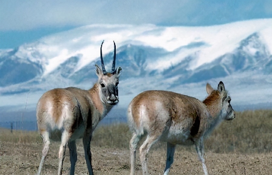 雌性伟大,雄性薄情,藏羚羊的交配和繁殖,奇怪的知识又增加了