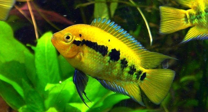 南美慈鲷,慈鲷有黑色的吗