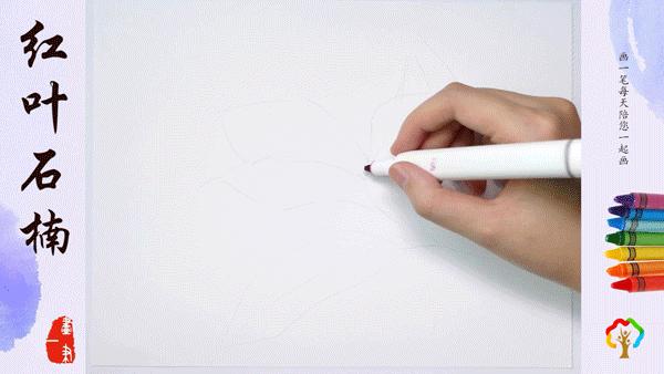 红心石楠图片怎么画,石楠树图片简笔画