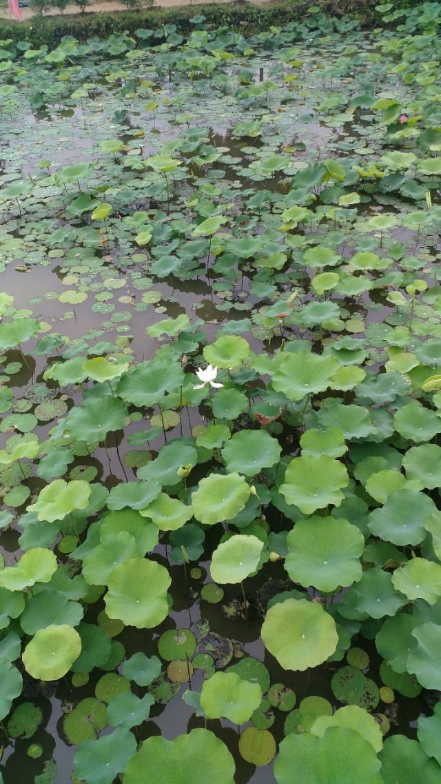 中山崖口美食推荐,崖口村煲仔饭云吞团购