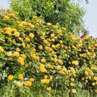 【FENG爆】5·19中国旅游日——*情纵**丰台，感受无限美景！