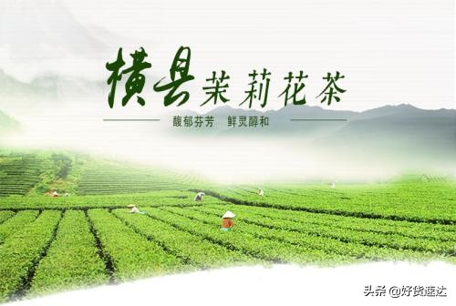 横县茉莉花小镇,横县茉莉花茶市场直播间