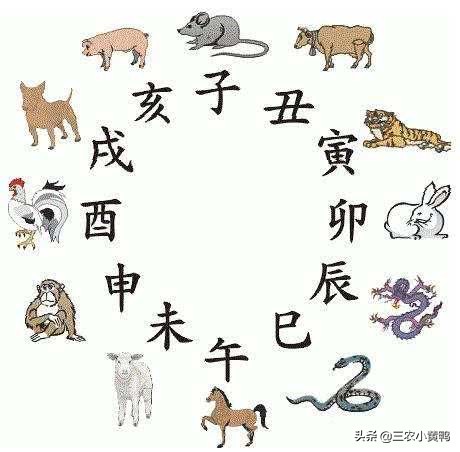 明年是辛丑寡妇年，俗语“寡年遇到牛，瓮里米生虫”，啥意思？