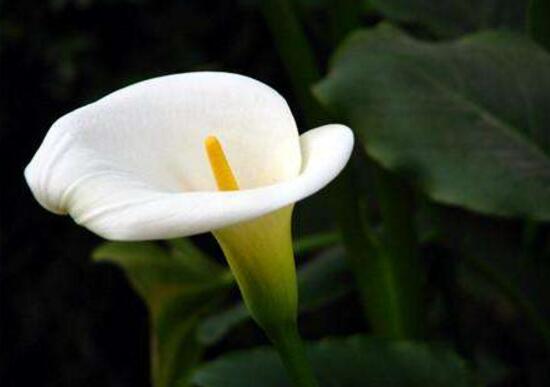 马蹄莲几年了不开花是什么原因,马蹄莲什么时间开花