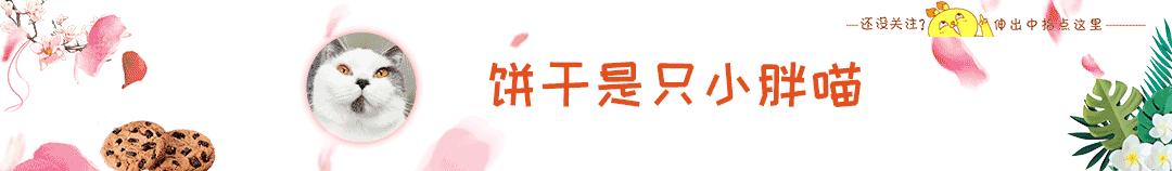 空气中养猫明显的骚臭味怎么搞,养猫家里突然有若隐若现的臭味