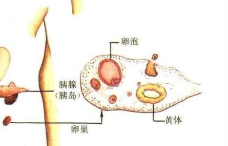 大姨妈来十几天有必要做诊刮吗,不把大姨妈当回事语录