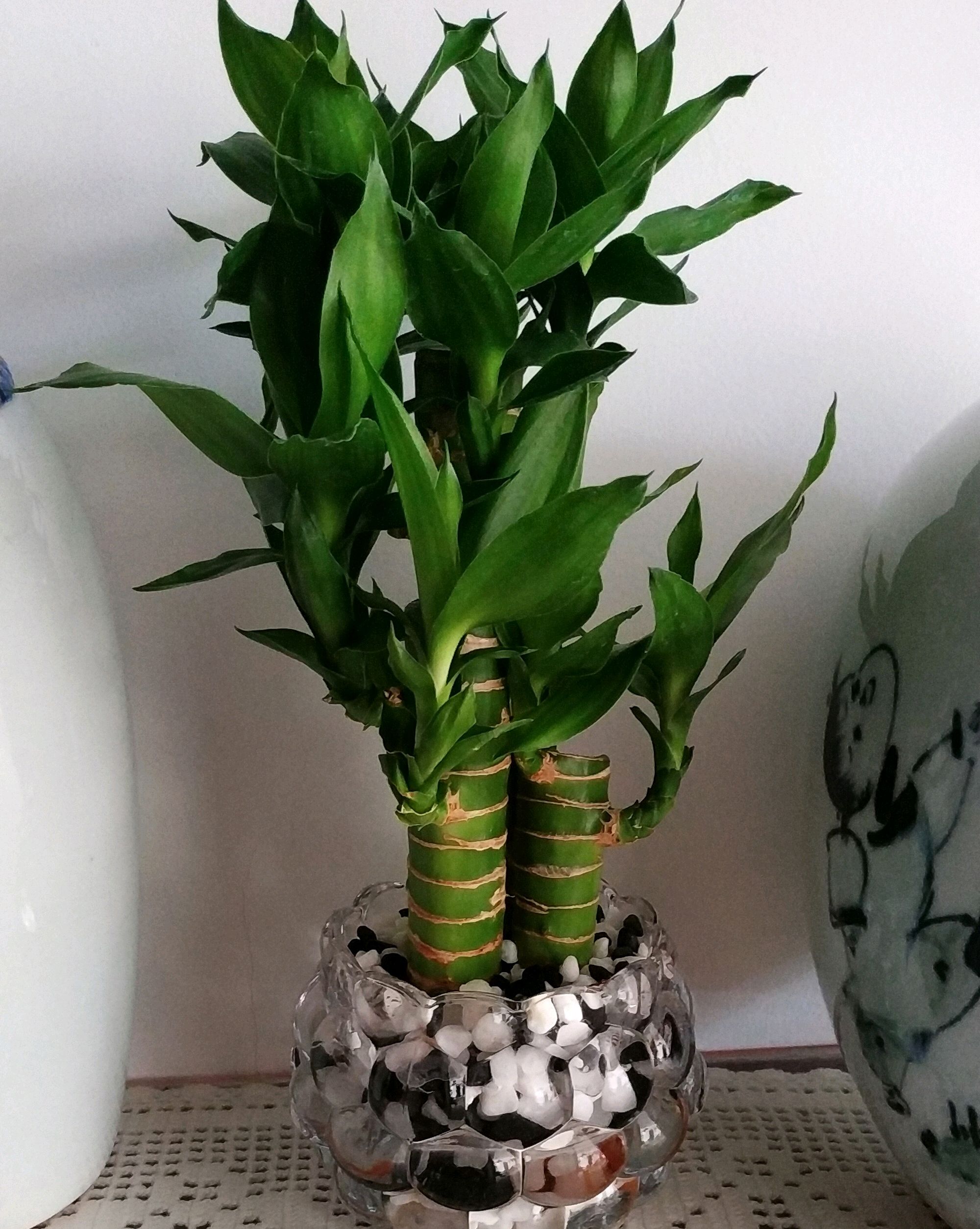 水培富贵竹怎么生根最快,土培富贵竹怎么才能快速生根