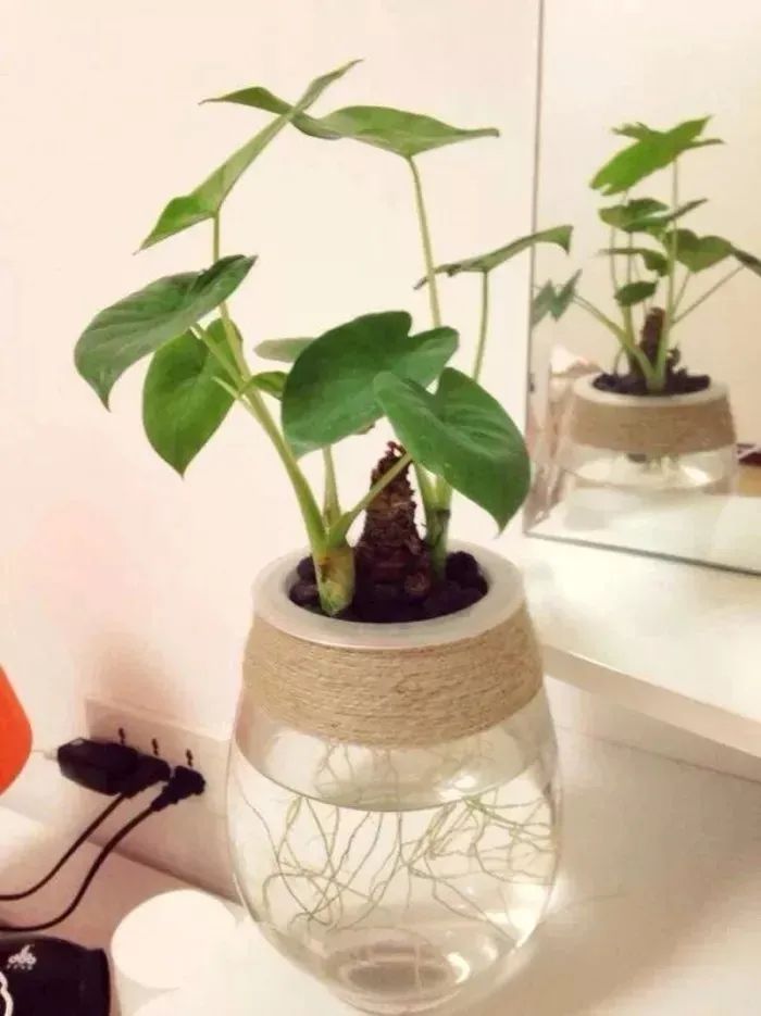 水培绿植水浑浊用什么药,水培植物是酸性还是碱性