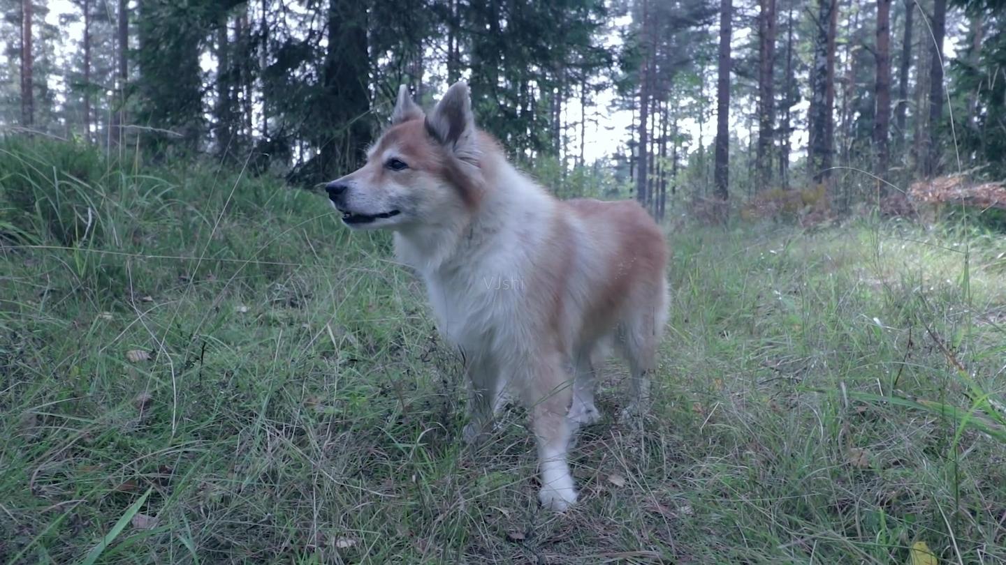 最聪明的十大狗狗品种介绍,史上最全的狗狗品种记得收藏