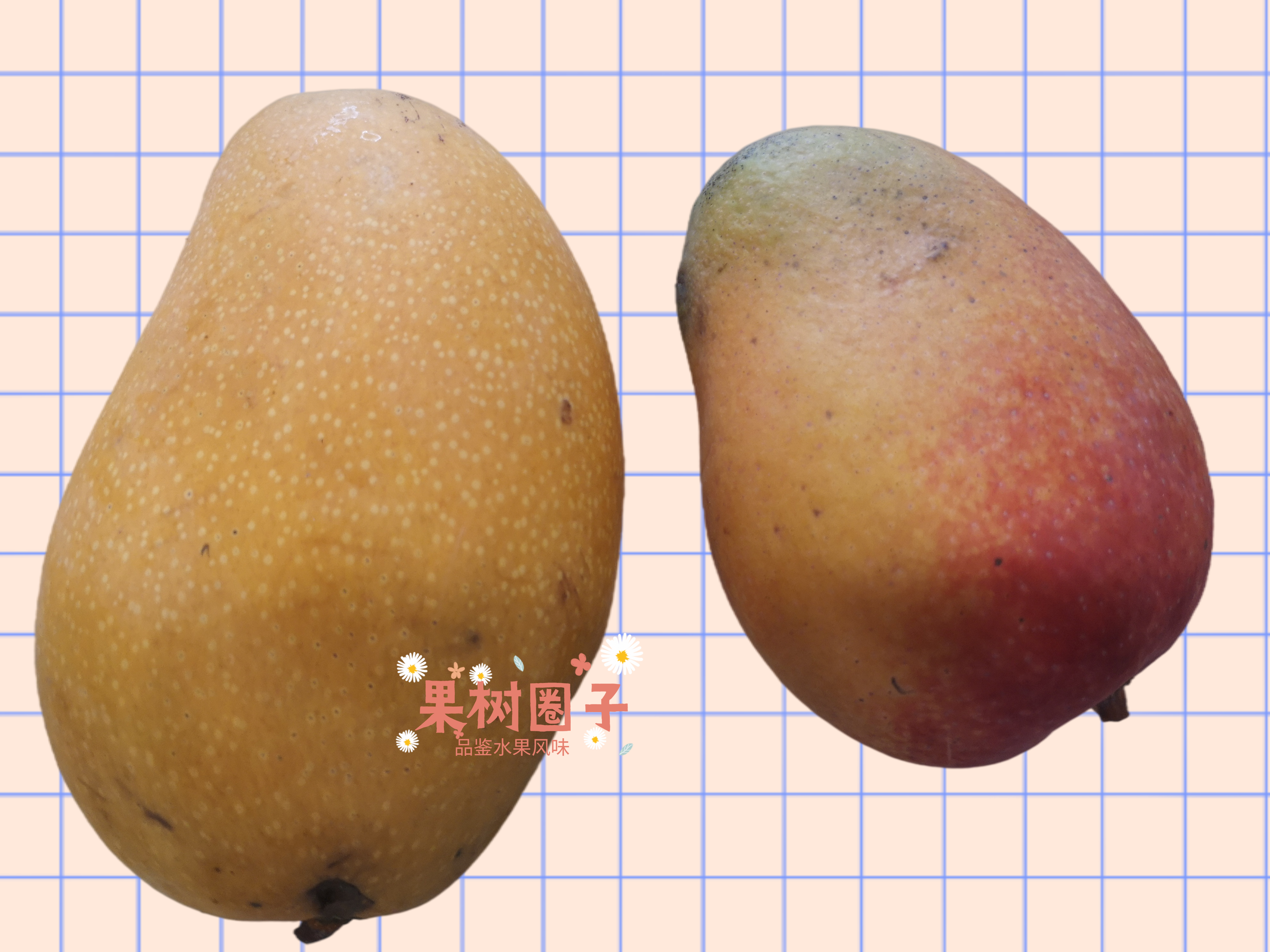 芒果选哪个才能最新鲜,目前哪种芒果最畅销