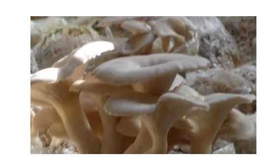 皮肤病喝中药可以吃什么水果,皮肤病忌口带叶的蔬菜吗