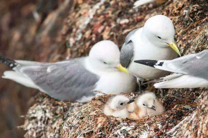 海狮在渔网里,海狮是一直在水下生存吗