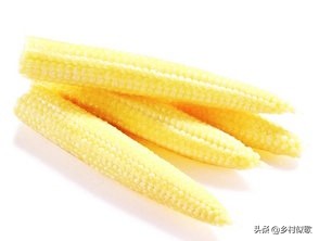 小玉米甜糯健康吗,小玉米啥时可种