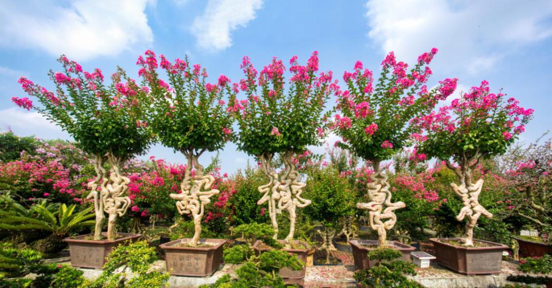 成都周边春季徒步旅游攻略,成都森林徒步旅游攻略