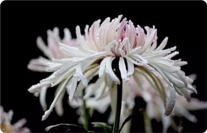 菊花100幅欣赏,菊花的十大绝美诗句