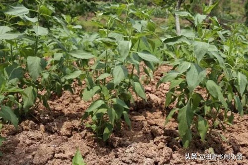 洋姜种植技术大全,洋姜种植方法和最佳时间怎样