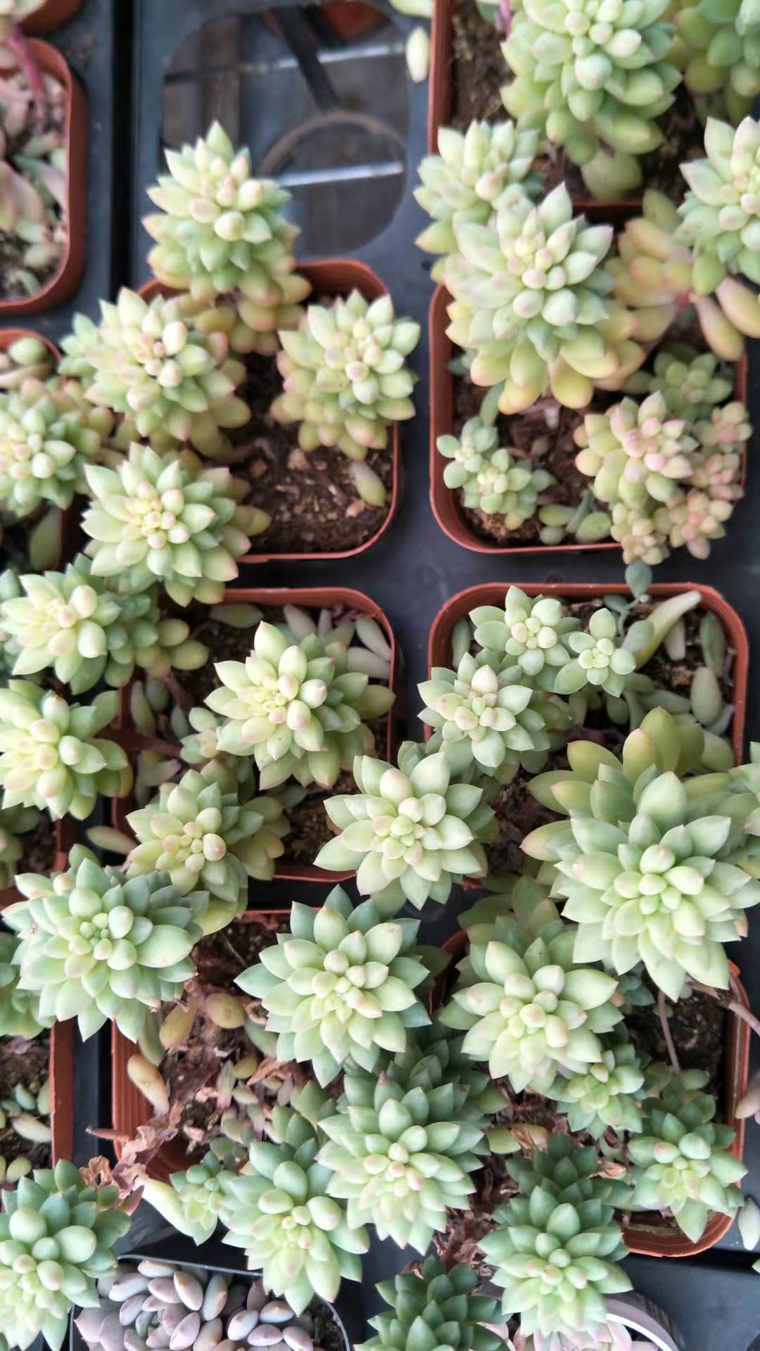 皮实好养又好看的多肉有哪些,皮实好度夏的多肉种类