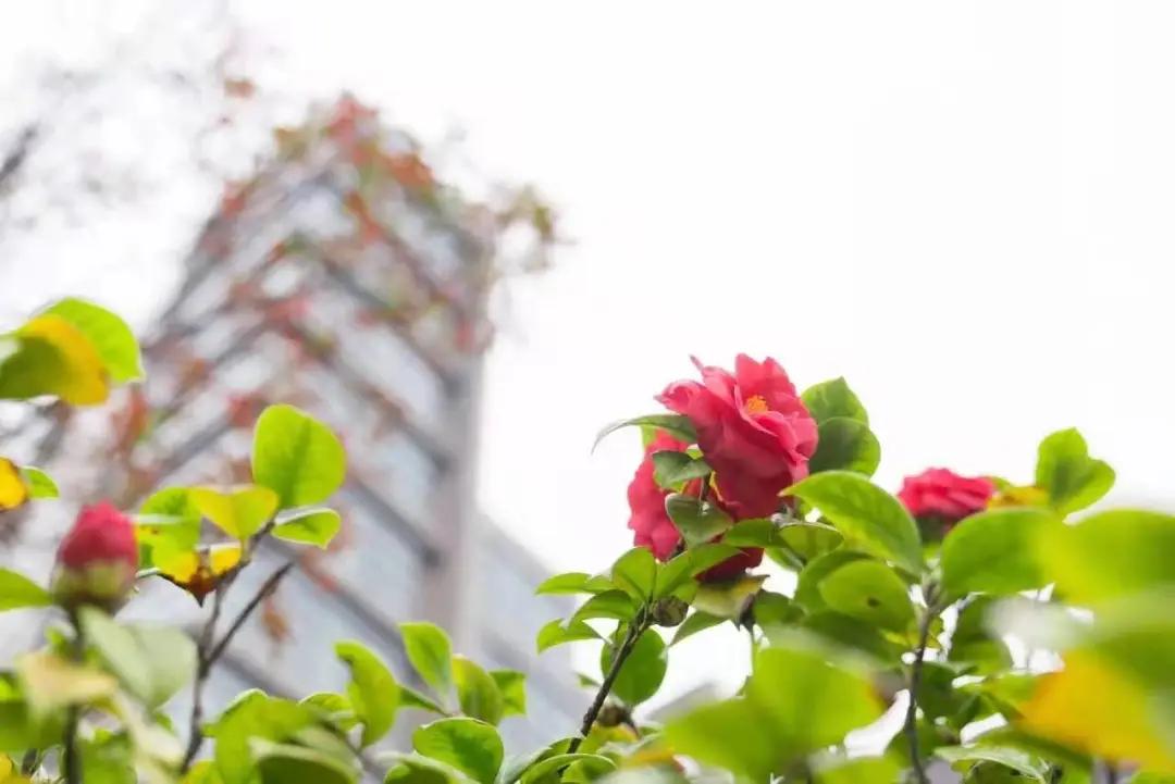 杭州美职学校风景,杭州美丽学校评选