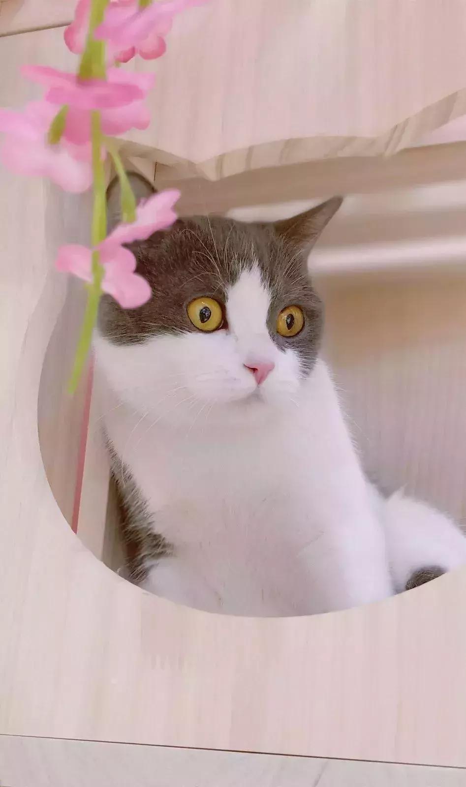 炸裂！因为一只猫，苏州人开启尖叫模式！