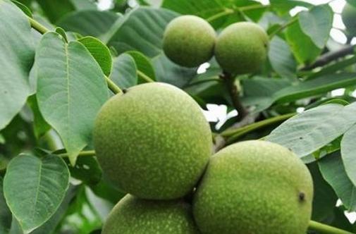 核桃常见病虫害与防治论文,什么病虫害导致核桃黑皮