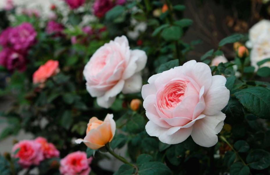 月季霜霉病和灰霉病的区别,月季灰霉病的最佳防治方法