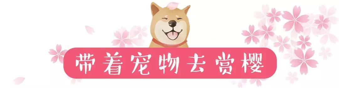 星巴克樱花杯2021爆款是哪一个,星巴克樱花系列28.9