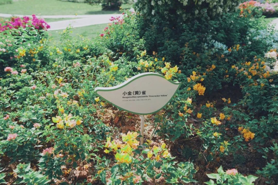 人少还免门票！深圳这片5000000㎡新公园美翻了，“神仙花谷”