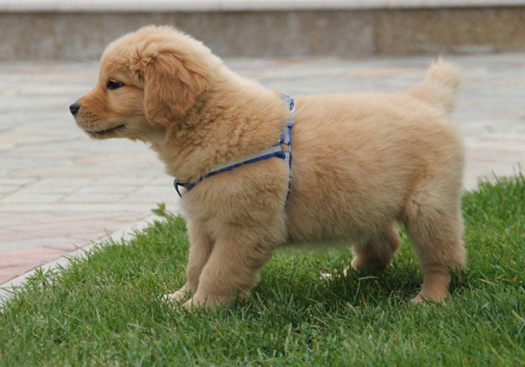 辟谣羊奶比鲜牛奶好,羊奶粉谣言