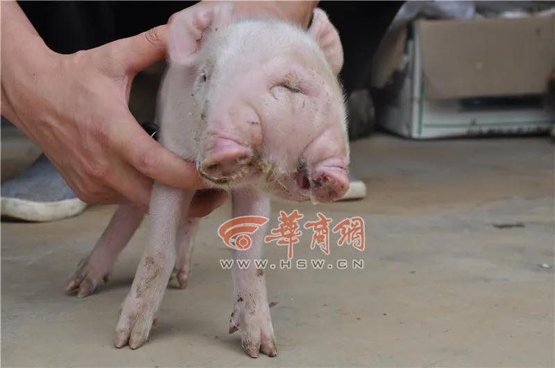 菲律宾刚出生宝宝照片,菲律宾双头小猪