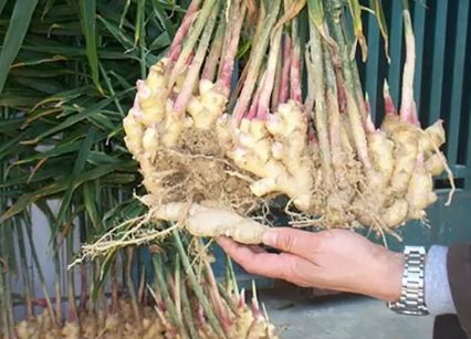 生姜盆栽方法大全,生姜盆栽可以多次收获