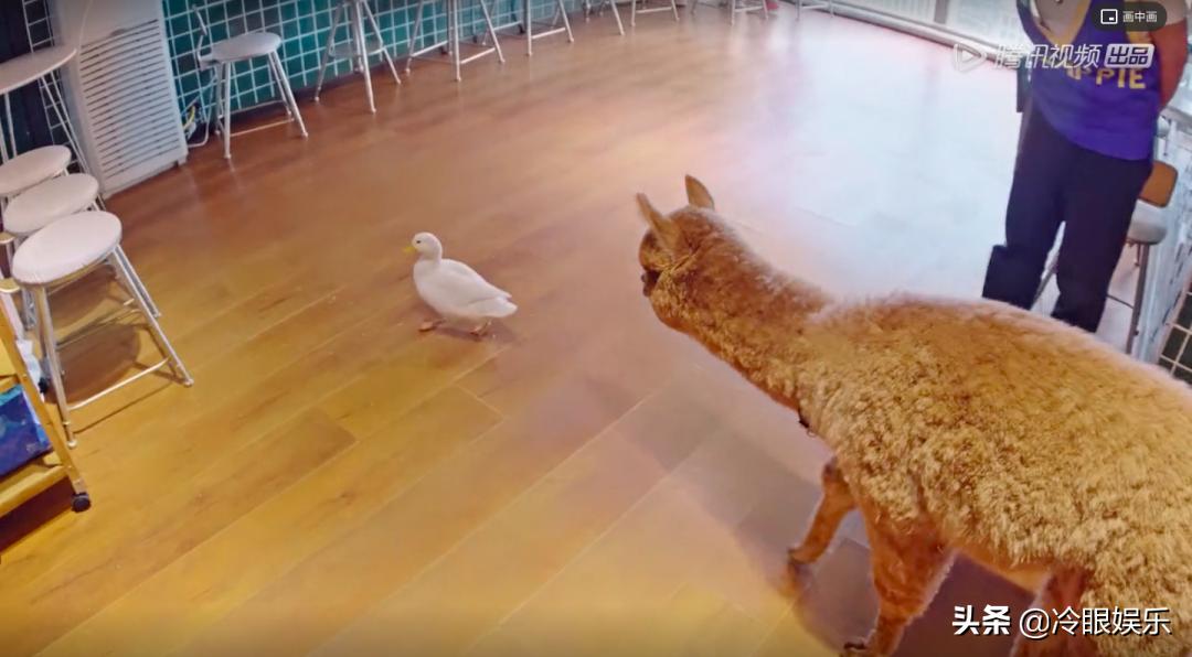 小动物永远都幸福,小动物长得最美也最可爱