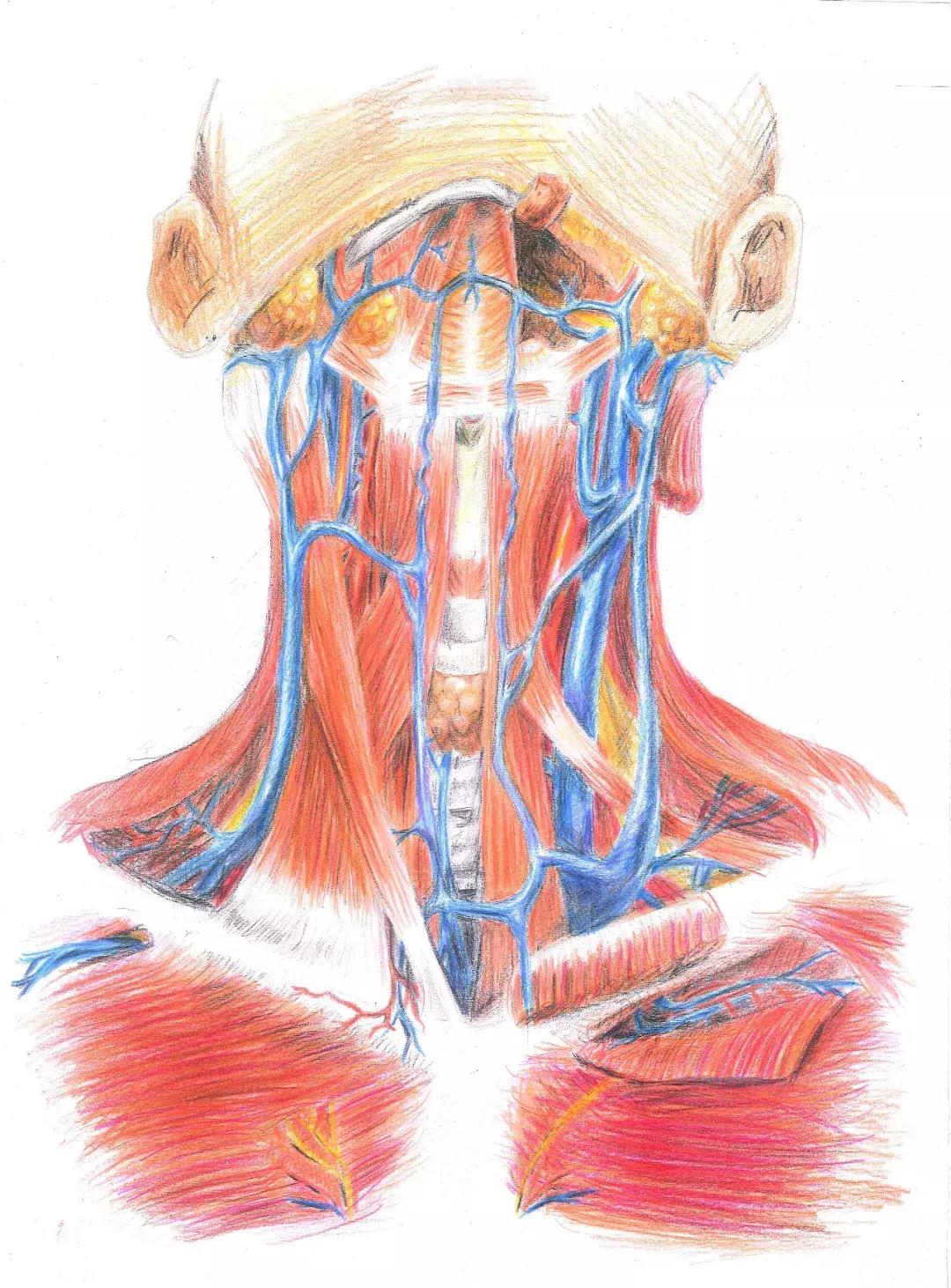 兰大医学生手绘解剖图,南方医科大学学生手绘解剖图