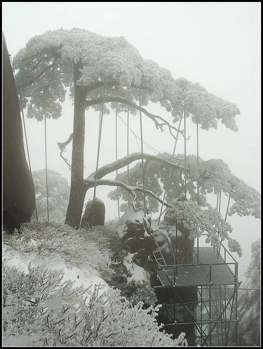 中国唯一的国宝树,中国仅存的一棵稀有的树