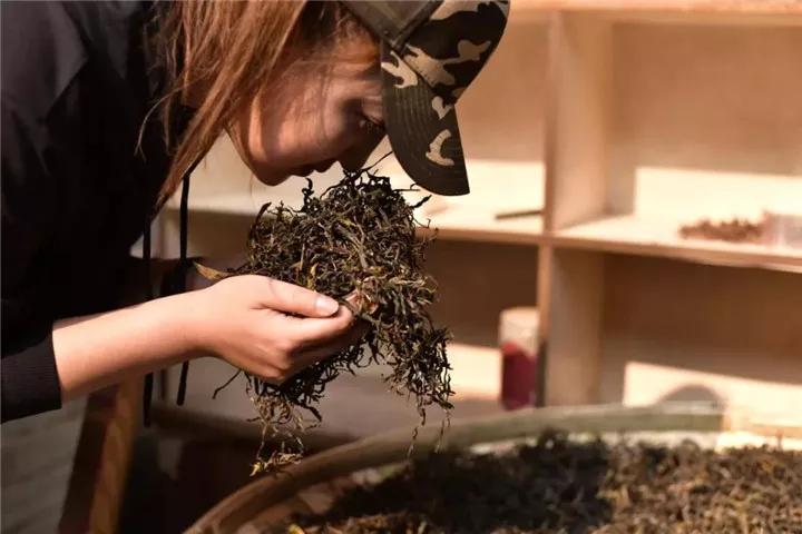 什么是普洱茶的新工艺,什么是普洱茶