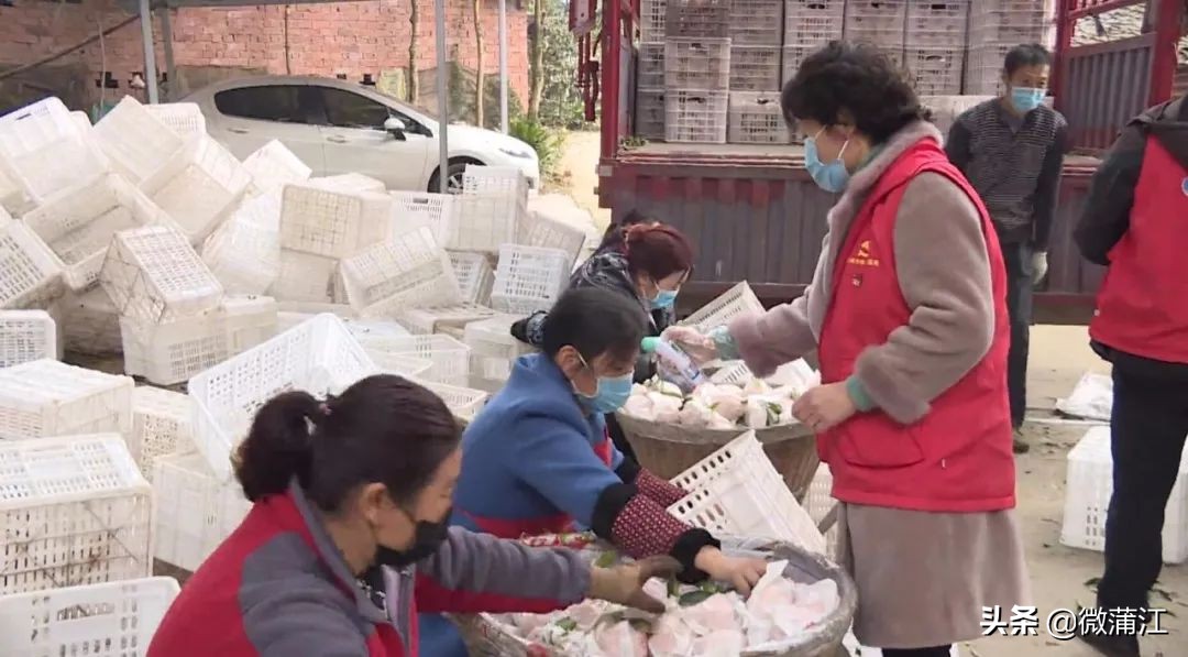 住宾馆、找代办，柑橘采摘收购两不误……