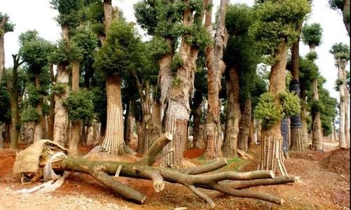 大树移植的正确方法秋天,乌桕大树移植成活率