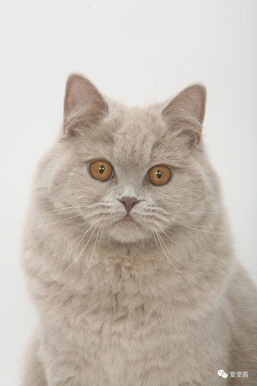 如何领取一只猫咪,如何获得一只猫咪