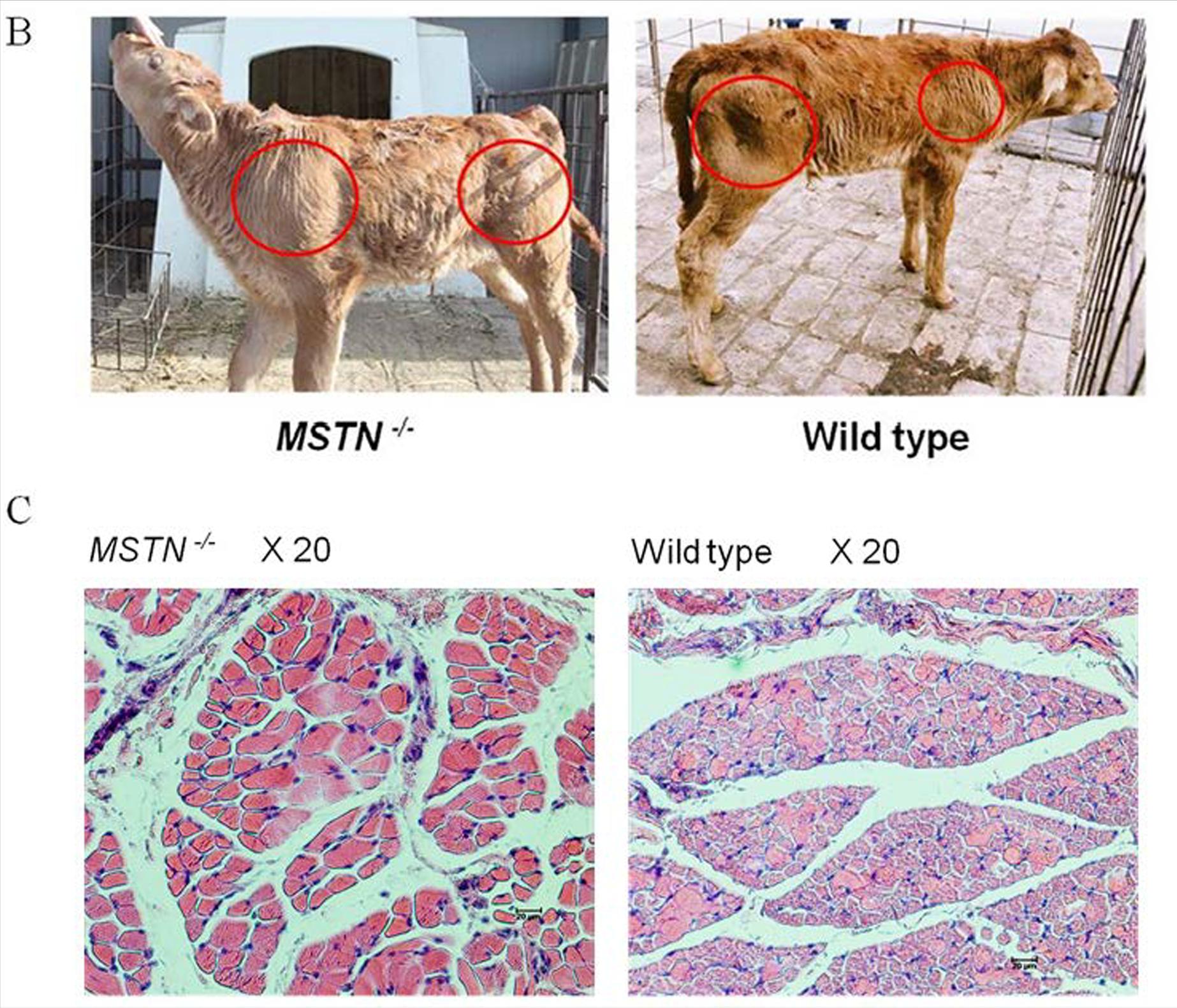 比利时蓝牛健美,动物界健美冠军比利时蓝牛