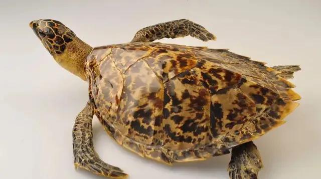 玳瑁玄武,玳瑁是四大圣兽