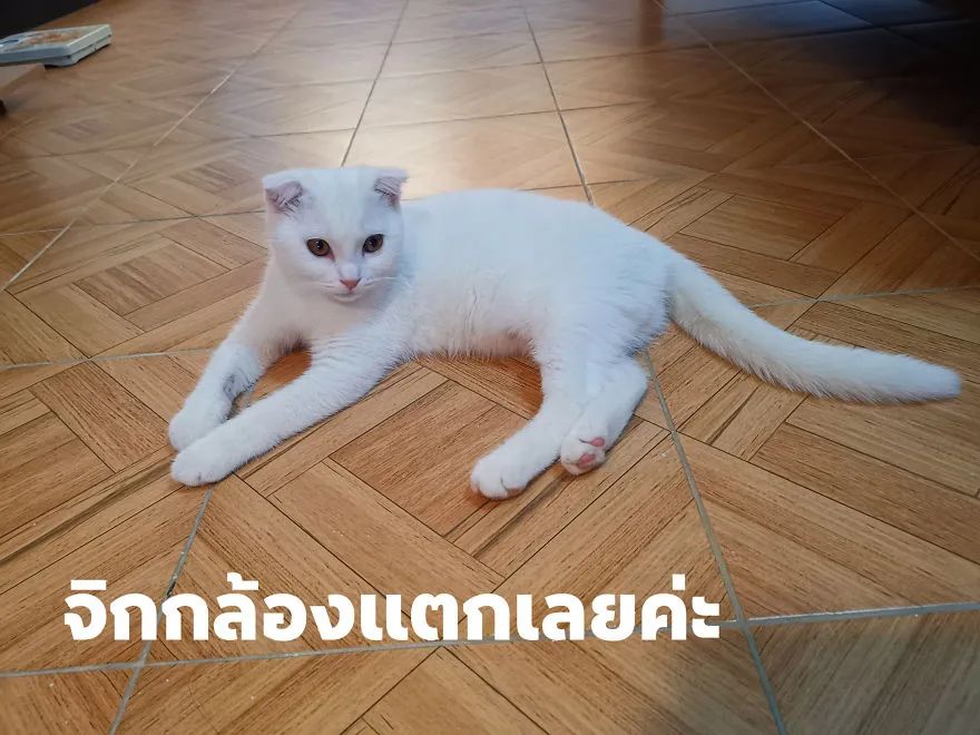 主人给猫治病,猫癣皮卡丘